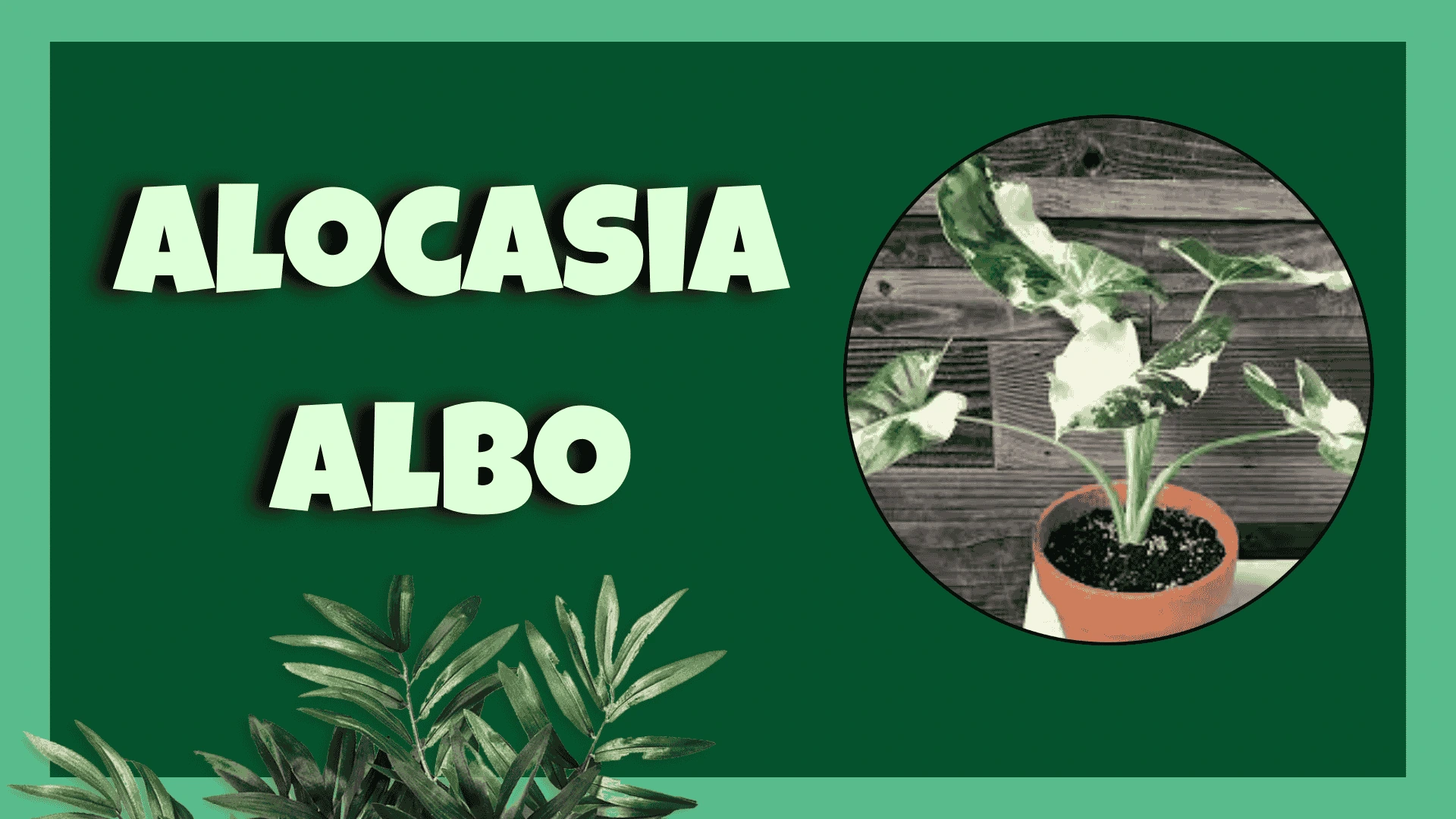 Alocasia Albo
