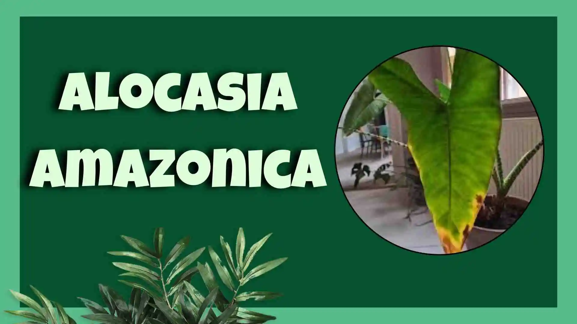 alocasia amazonica