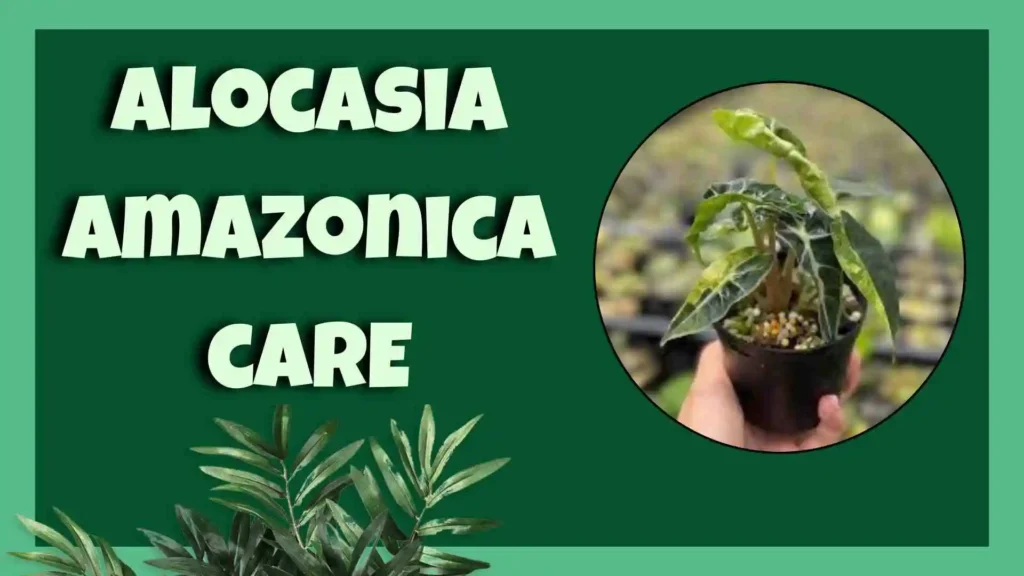 alocasia amazonica 
