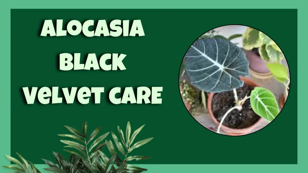 Alocasia Black Velvet