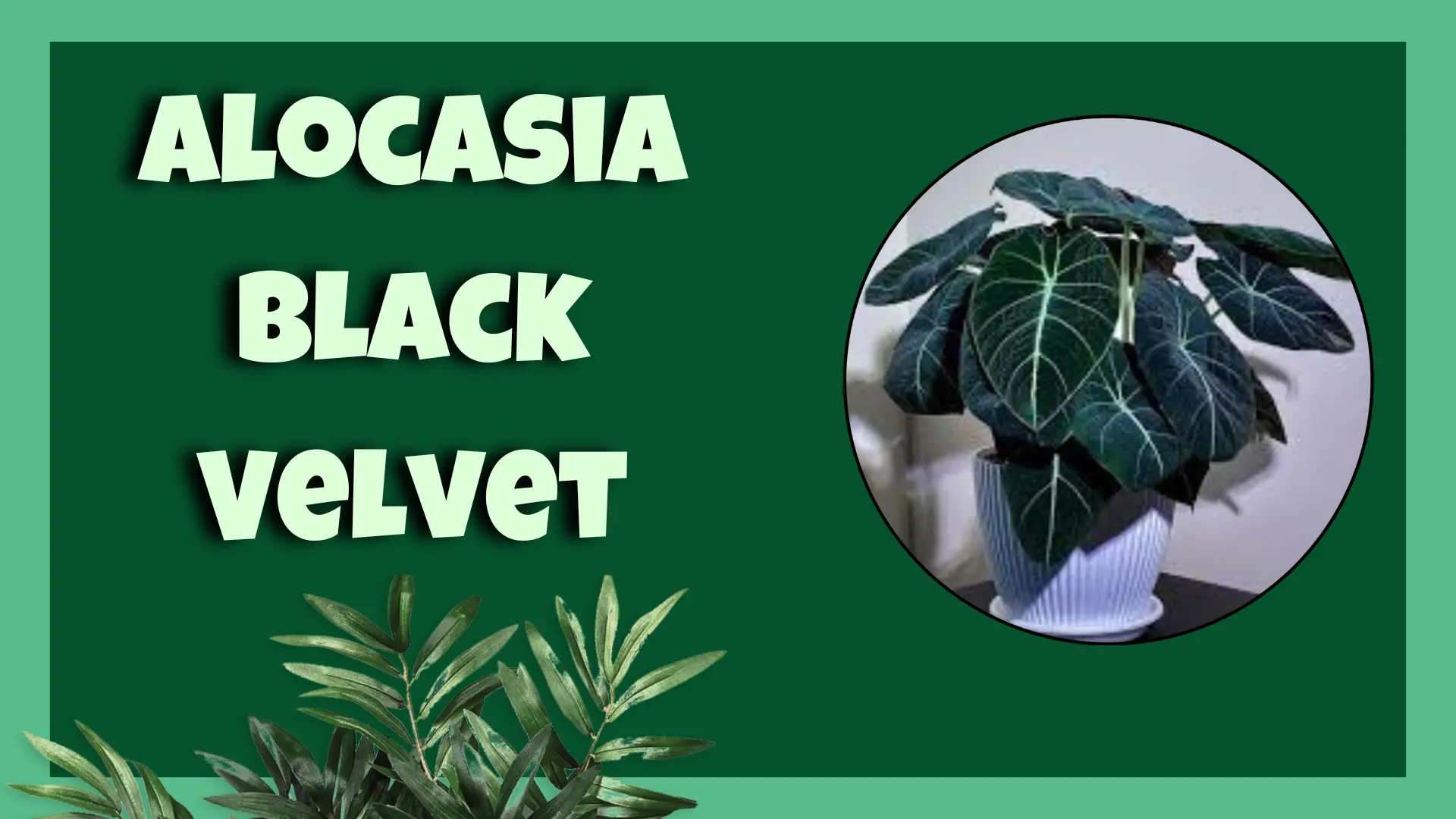 Alocasia Black Velvet