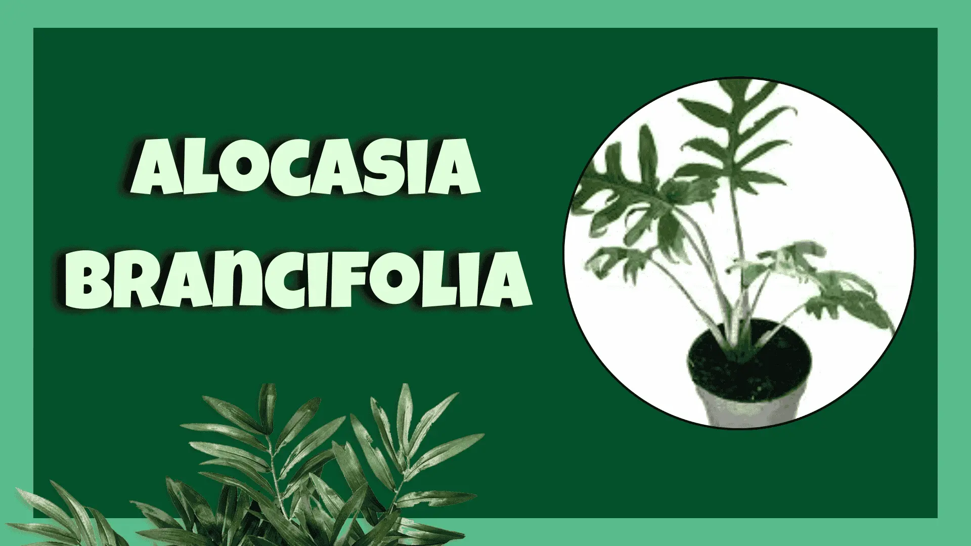 Alocasia Brancifolia
