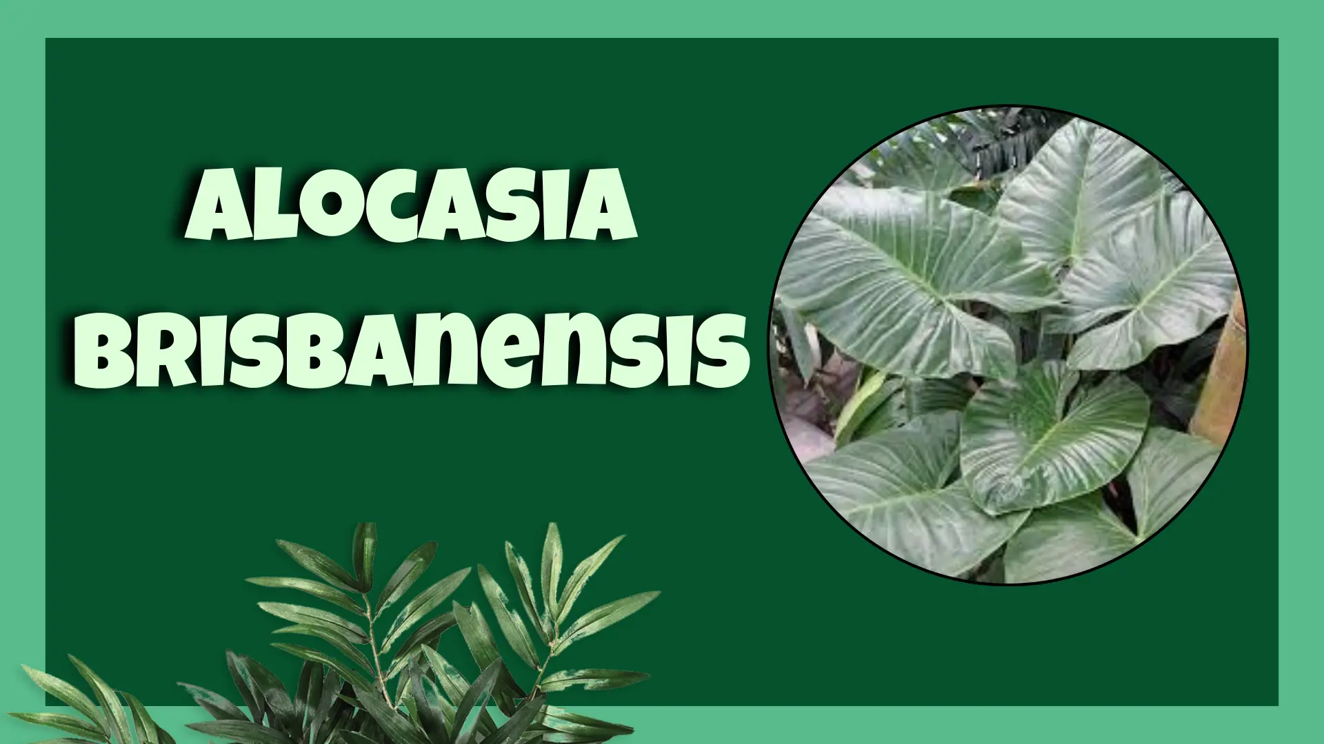 Alocasia Brisbanensis