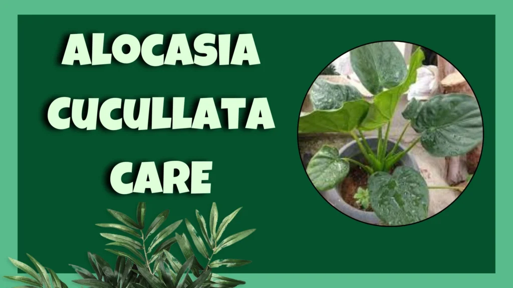 Alocasia Cucullata Care