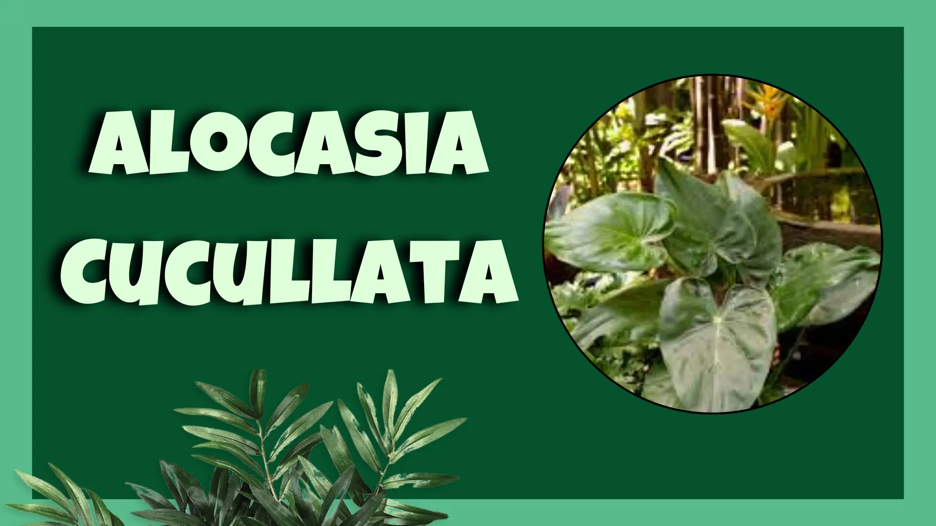 Alocasia cucullata plant in pot