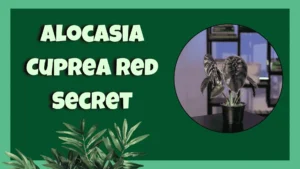 Alocasia Cuprea Red Secret