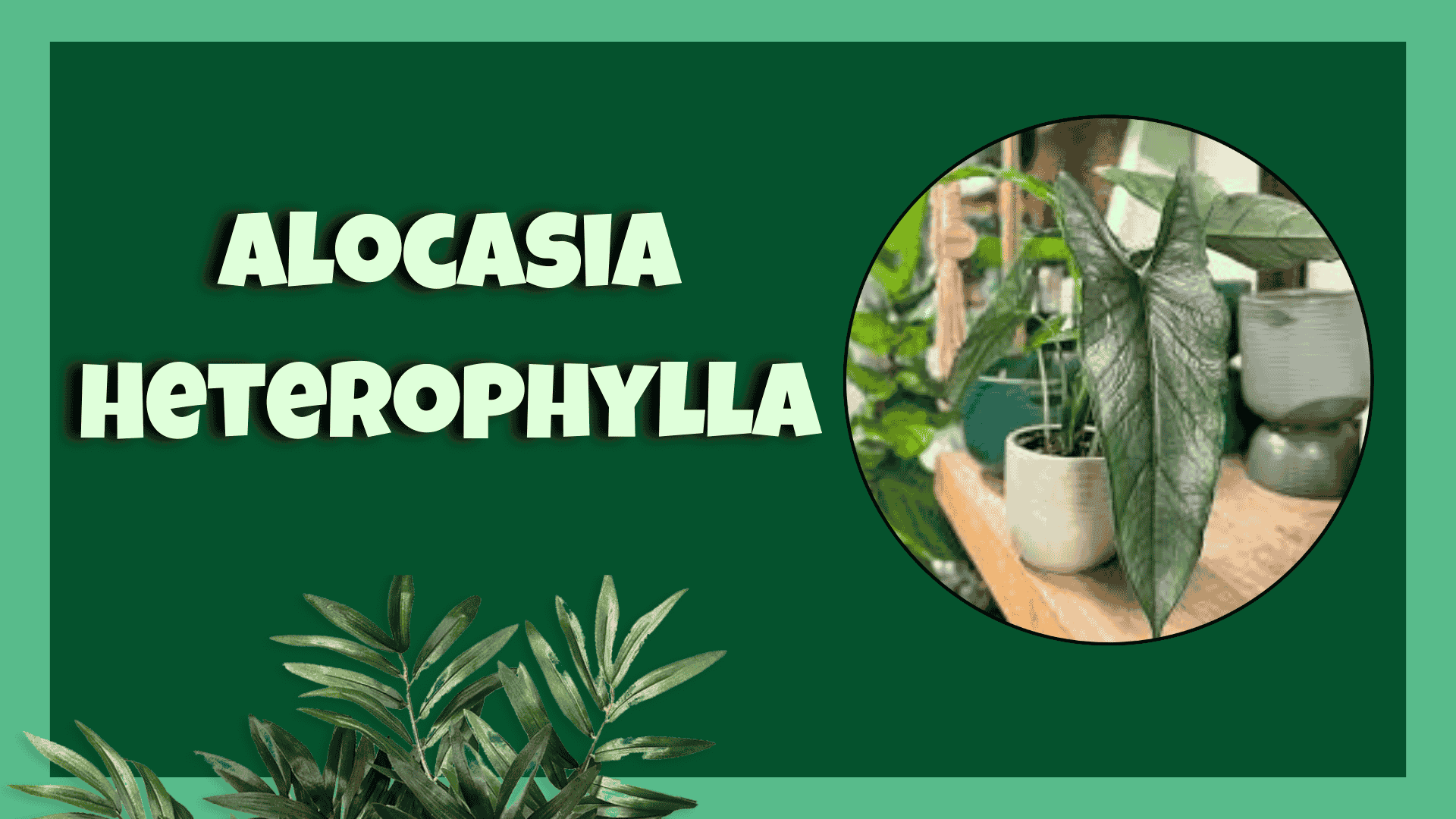 Alocasia heterophylla leaves with silver veins
