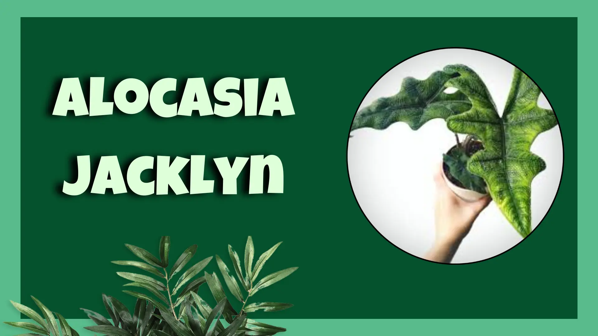 Alocasia Jacklyn