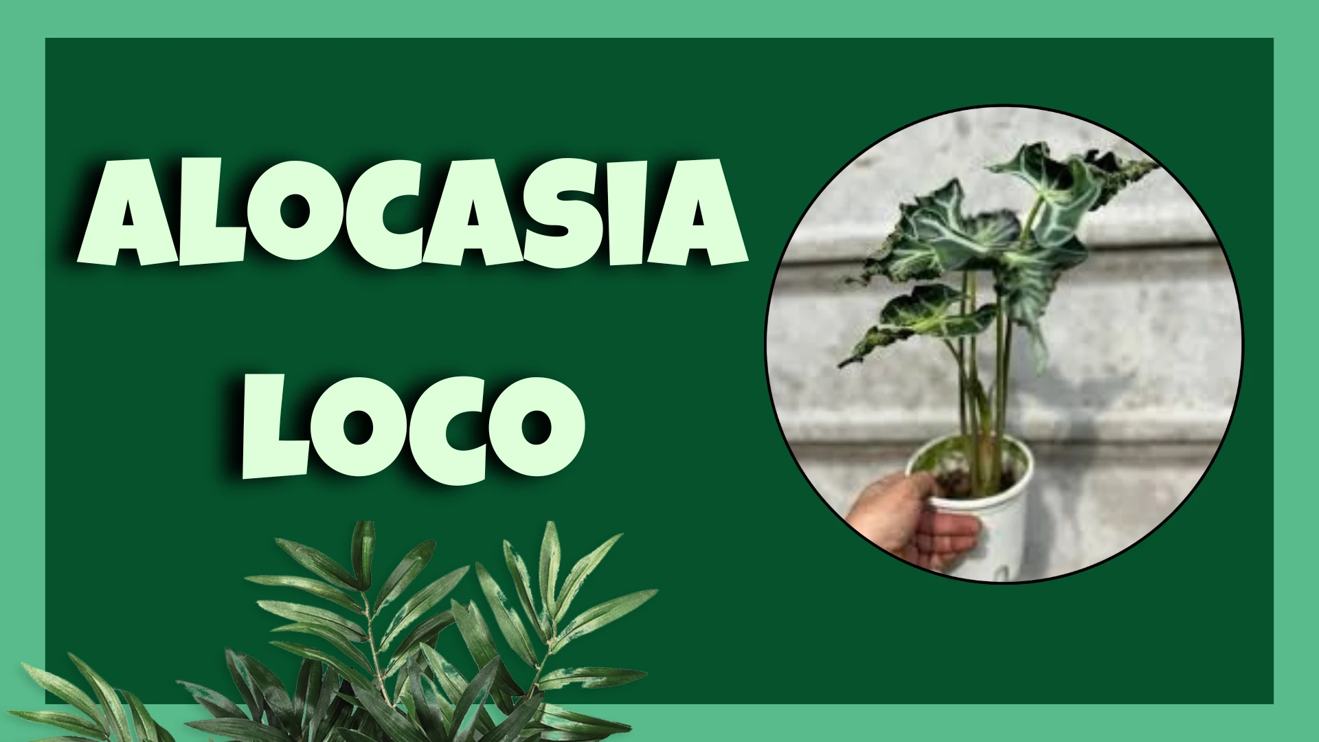 Alocasia Loco