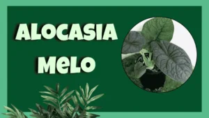 Alocasia Melo care guide