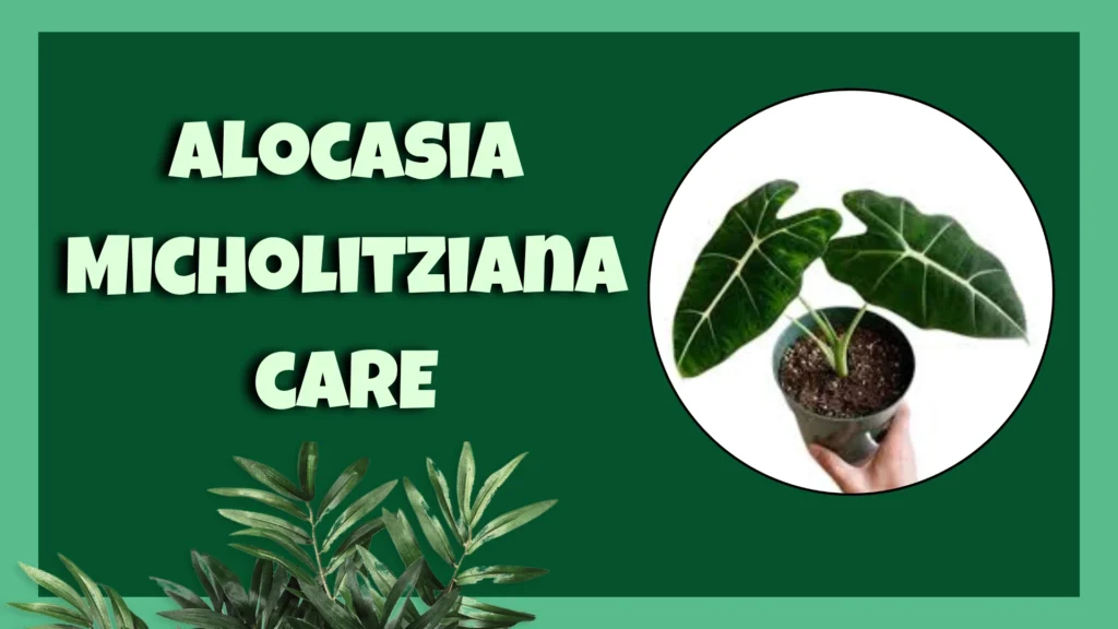 alocasia micholitziana care
