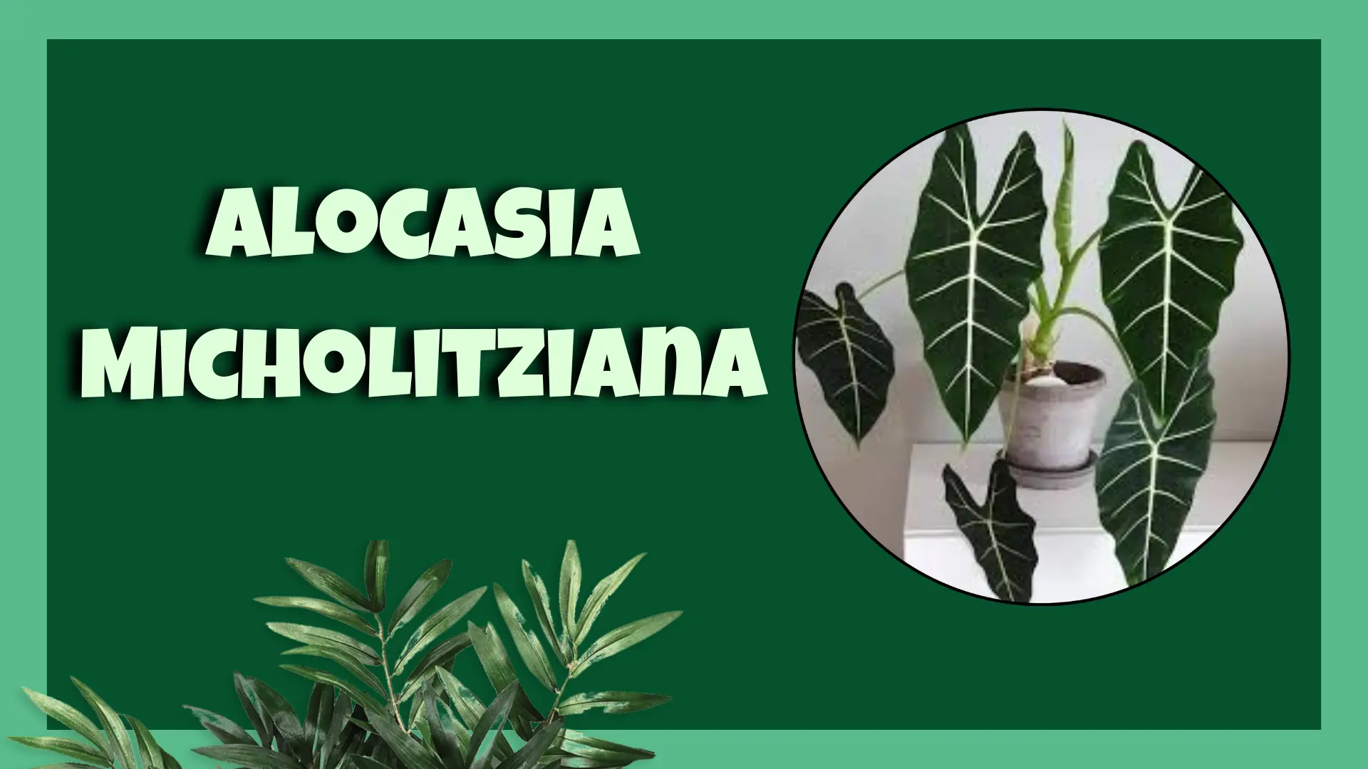 Alocasia Micholitziana heart shaped leaves