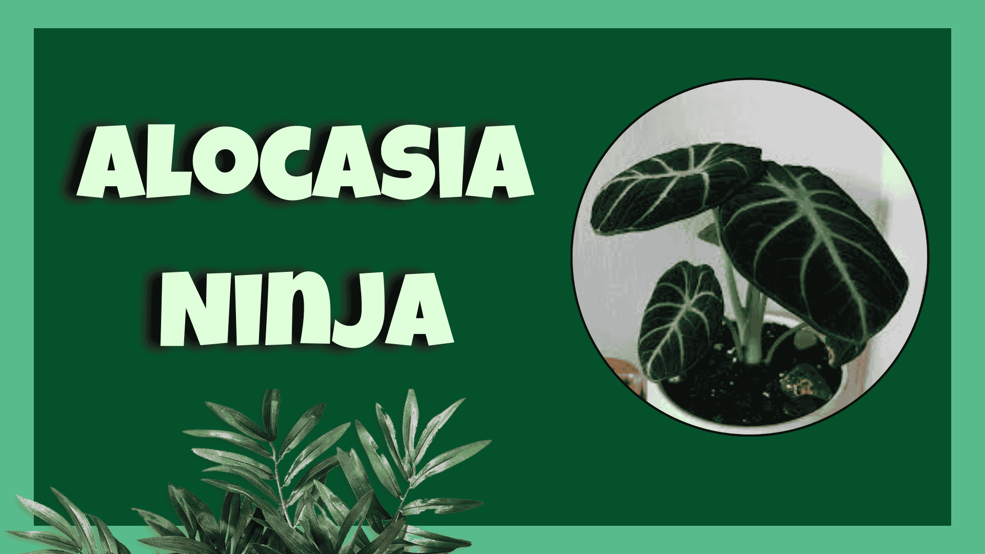Alocasia Ninja