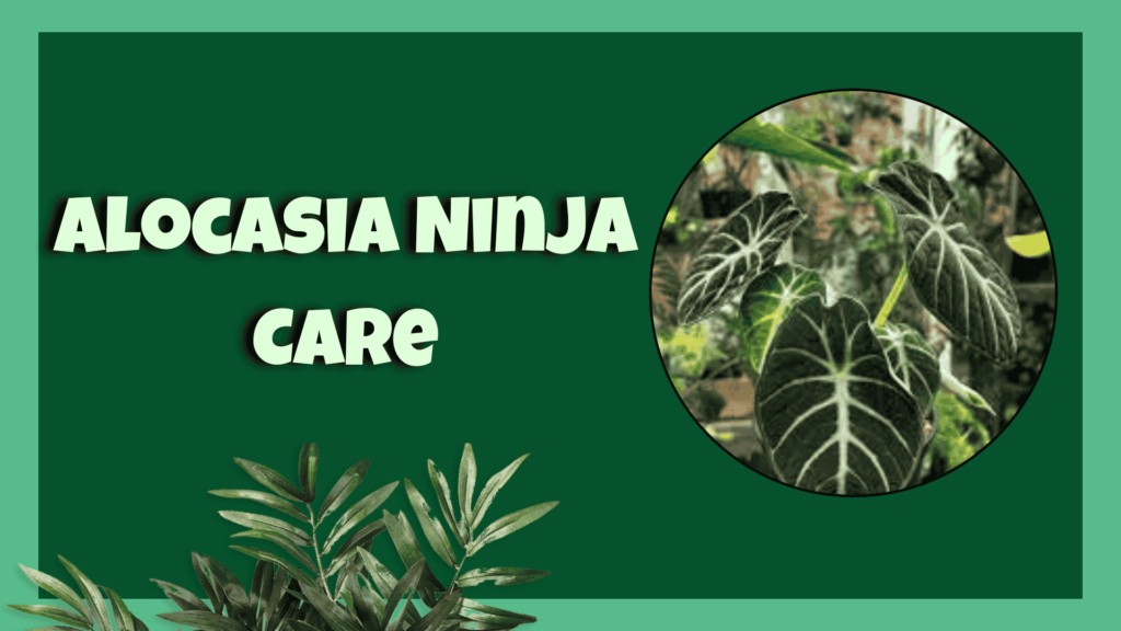 Alocasia Ninja Care