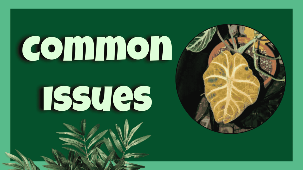 Alocasia Ninja Common Issues