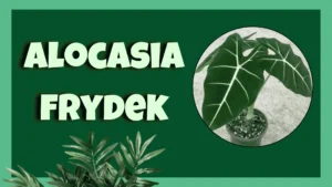 alocasia frydek