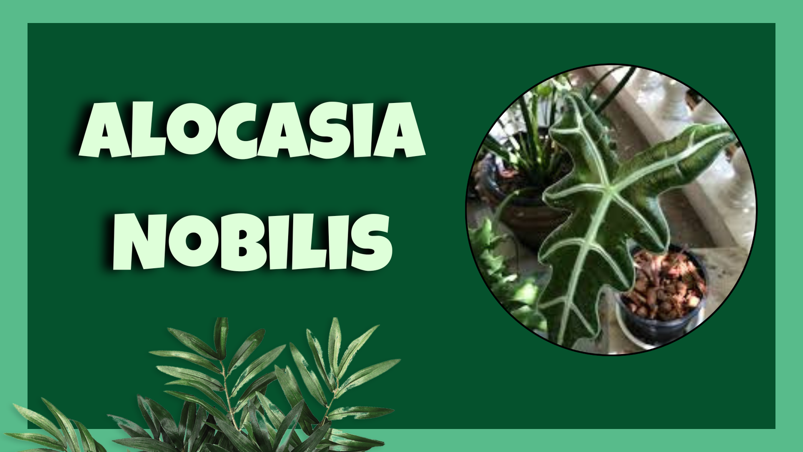 Alocasia Nobilis