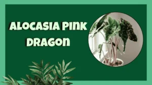 alocasia pink dragon elephant ear plant