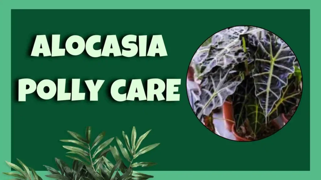 alocasia polly