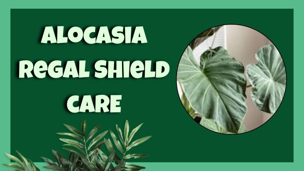 alocasia regal shield
