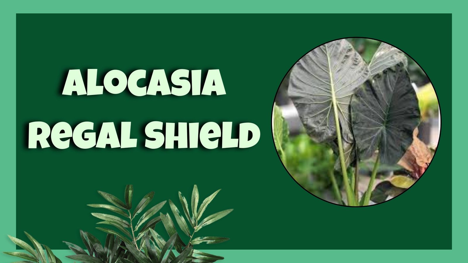 alocasia regal shield