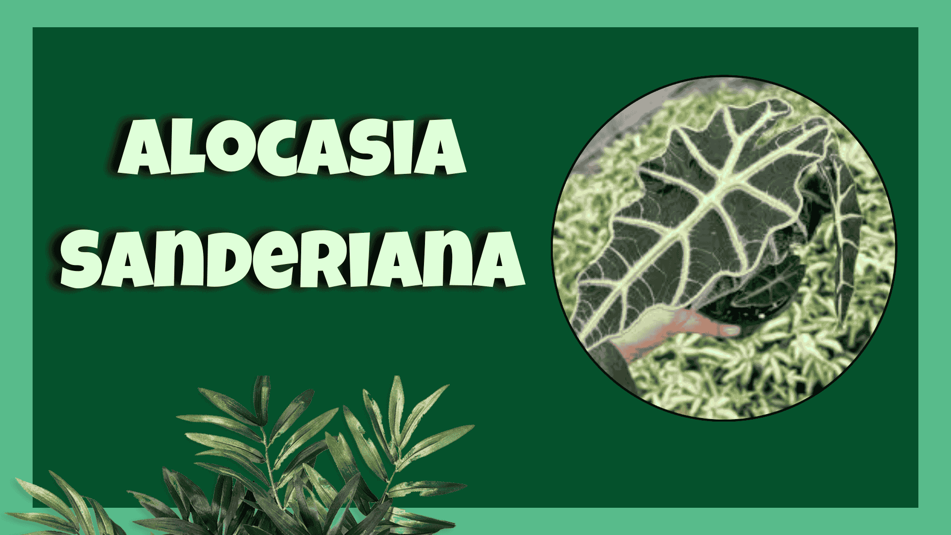Alocasia Sanderiana heart shaped tropical plant