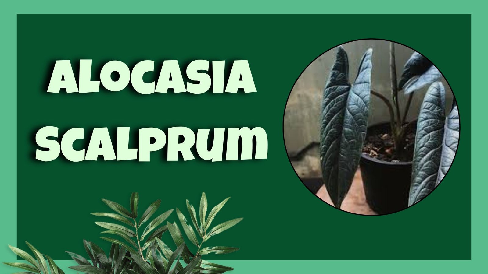 alocasia scalprum
