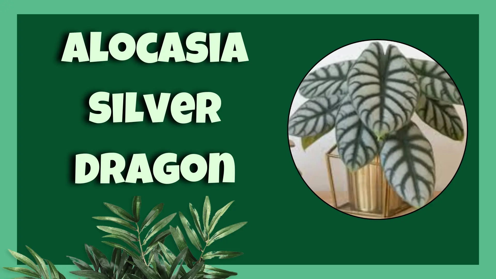 Alocasia Silver Dragon