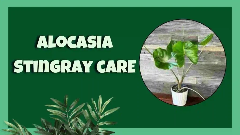 alocasia stingray 