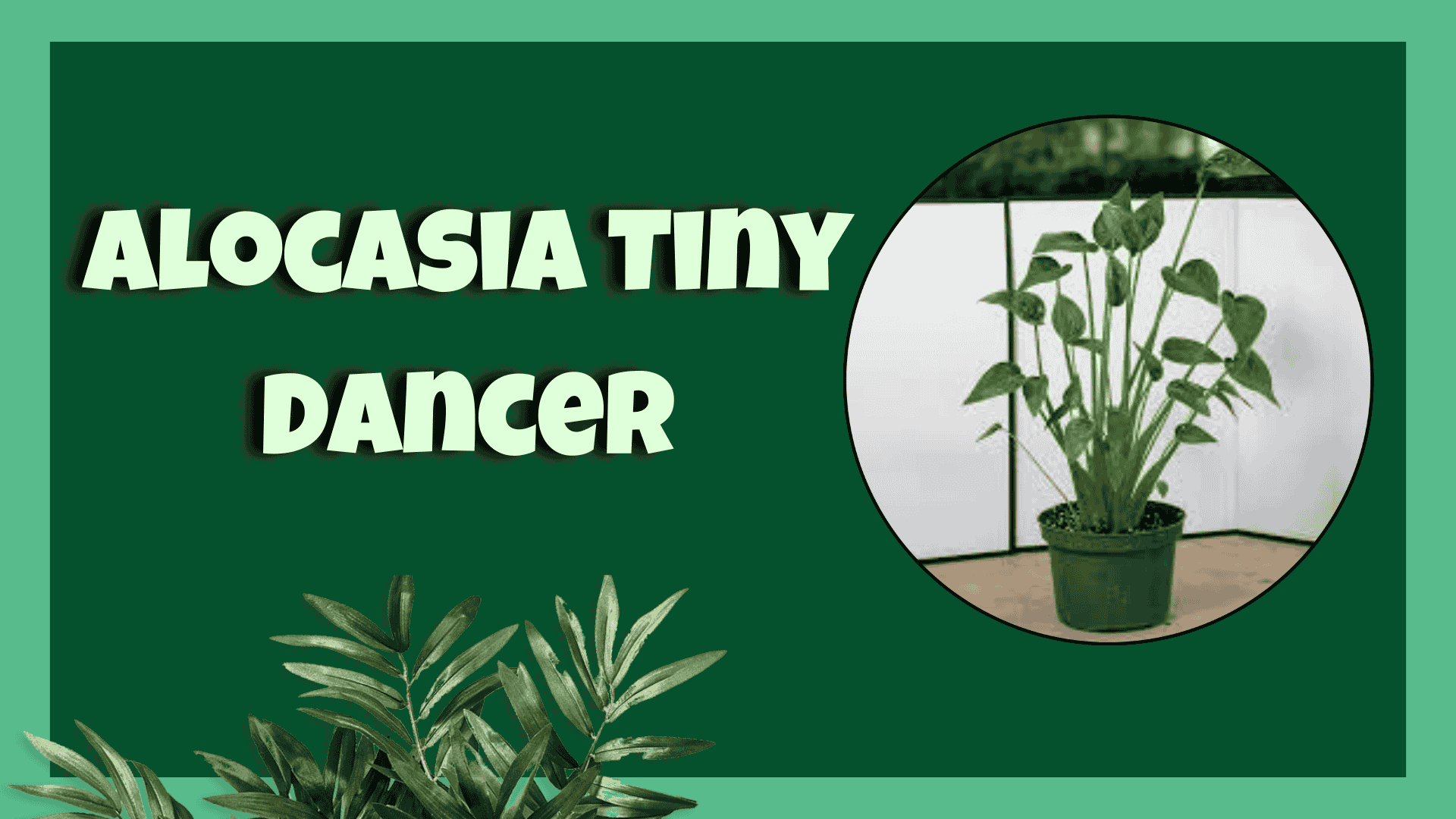 Alocasia Tiny Dancer
