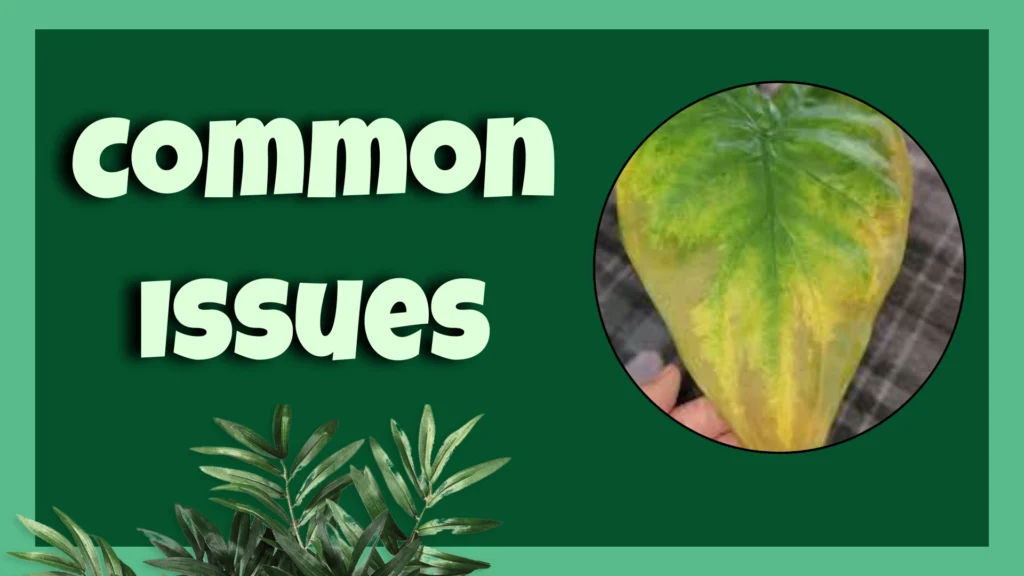 Alocasia cucullata Common Issues
