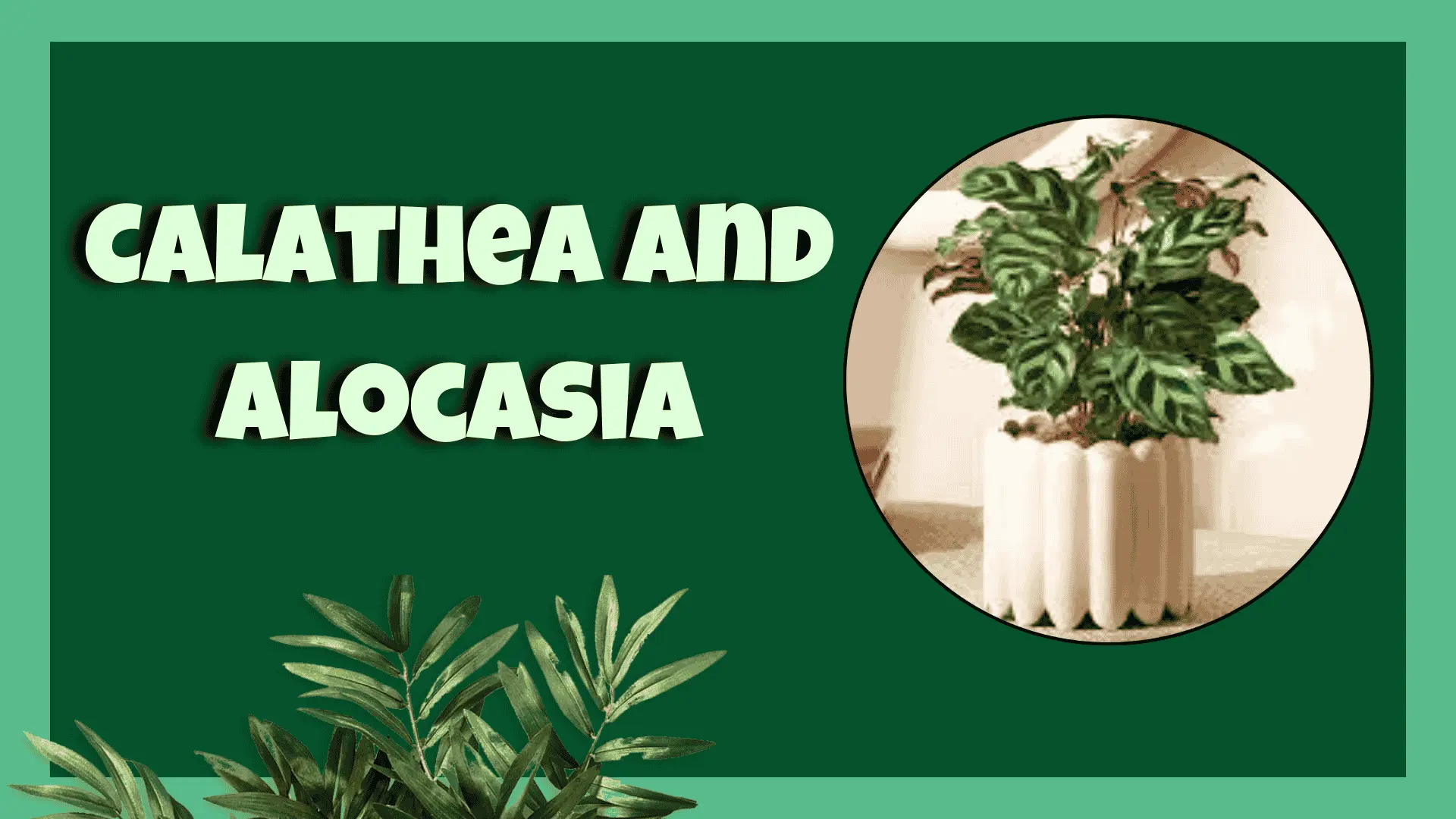 Calathea And Alocasia