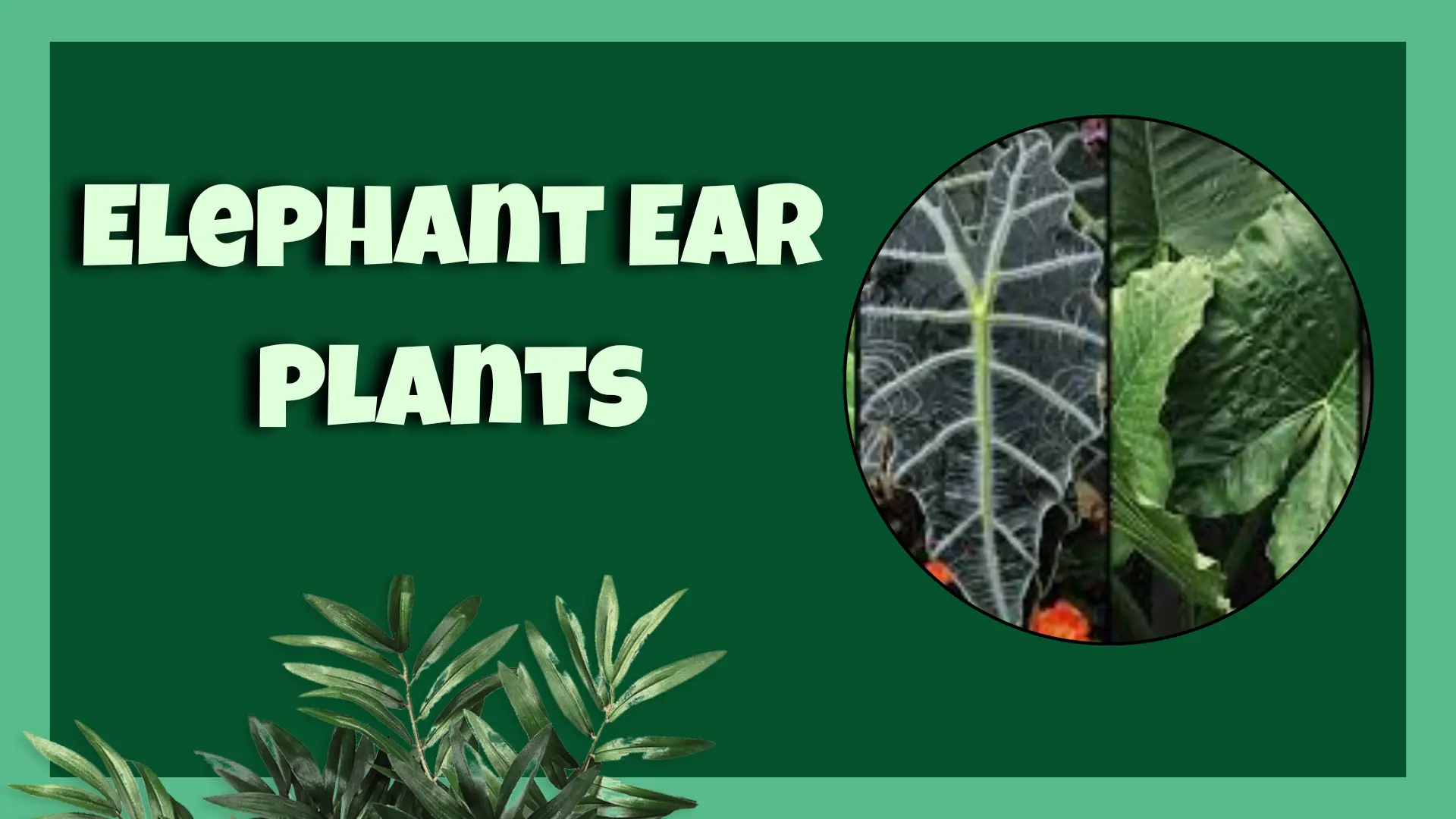 Elephant Ear Plants