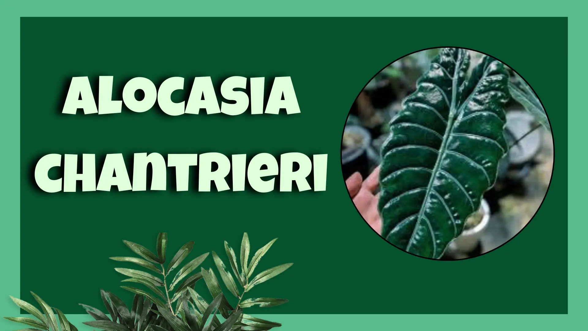 alocasia chantrieri