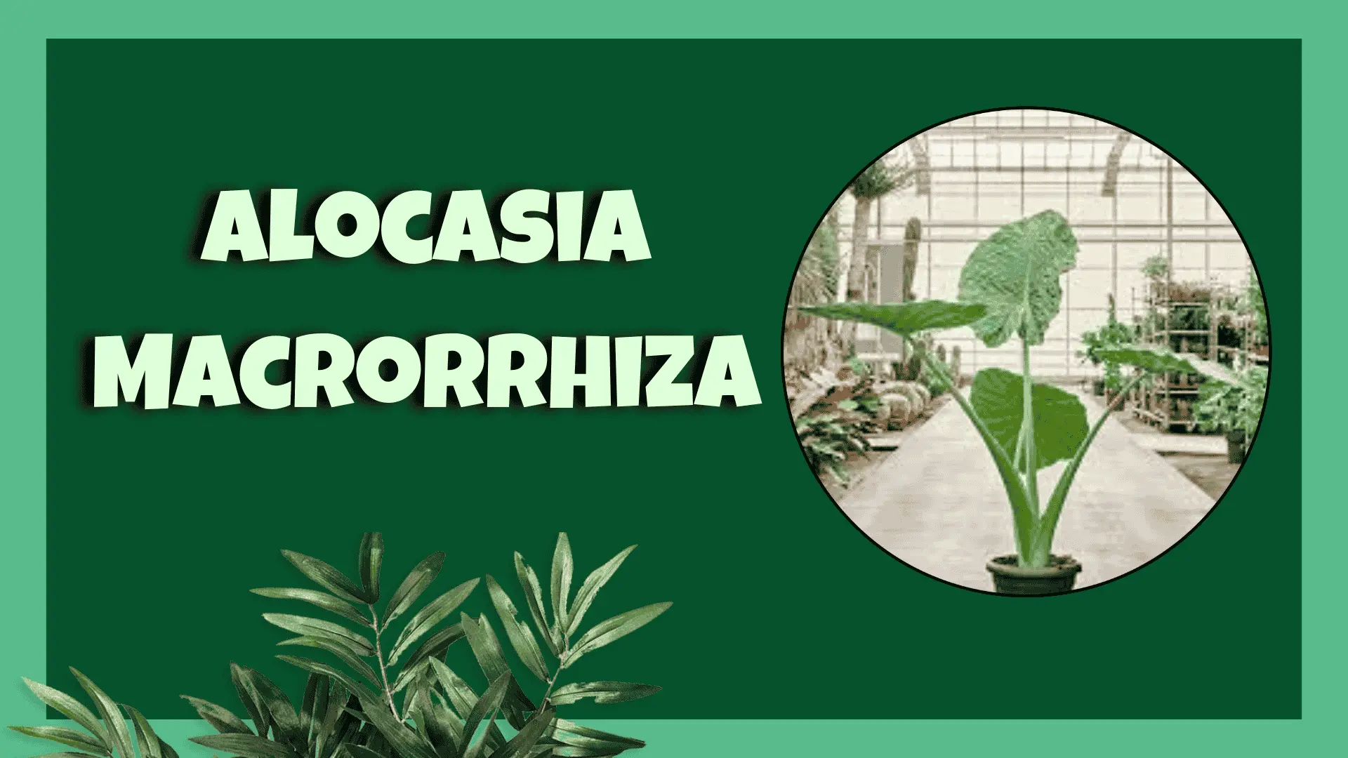 alocasia macrorrhiza