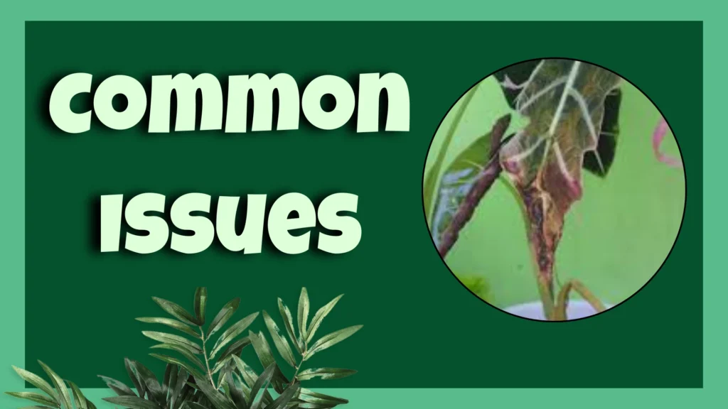 alocasia micholitziana Common Issues
