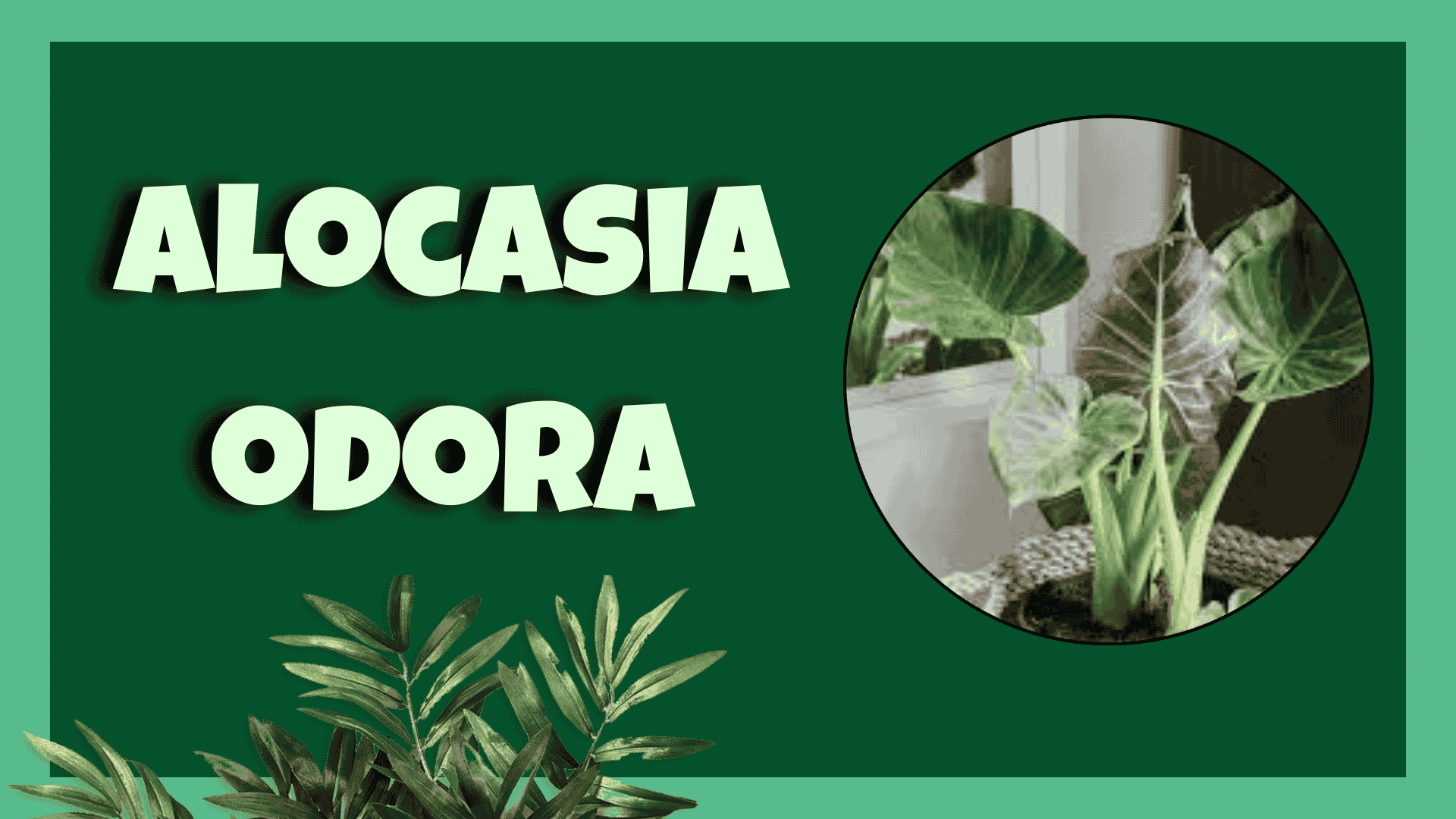 alocasia odora