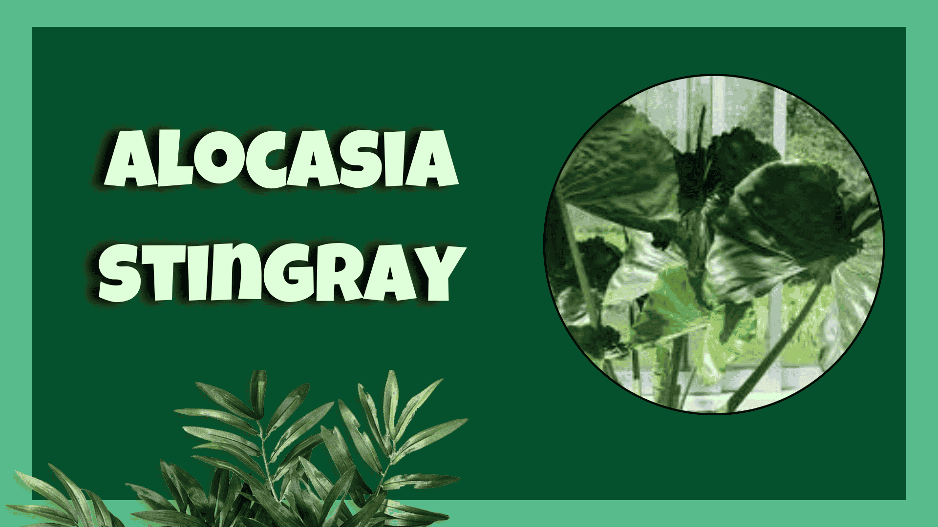 Alocasia Stingray plant with unique tail-like leaf tips, displayed in a stylish indoor pot.