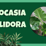 Alocasia Calidora elephant ear plant care guide