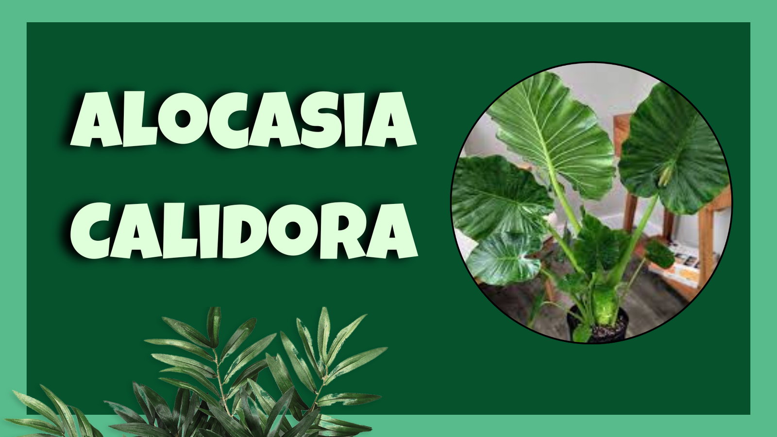 Alocasia Calidora elephant ear plant care guide