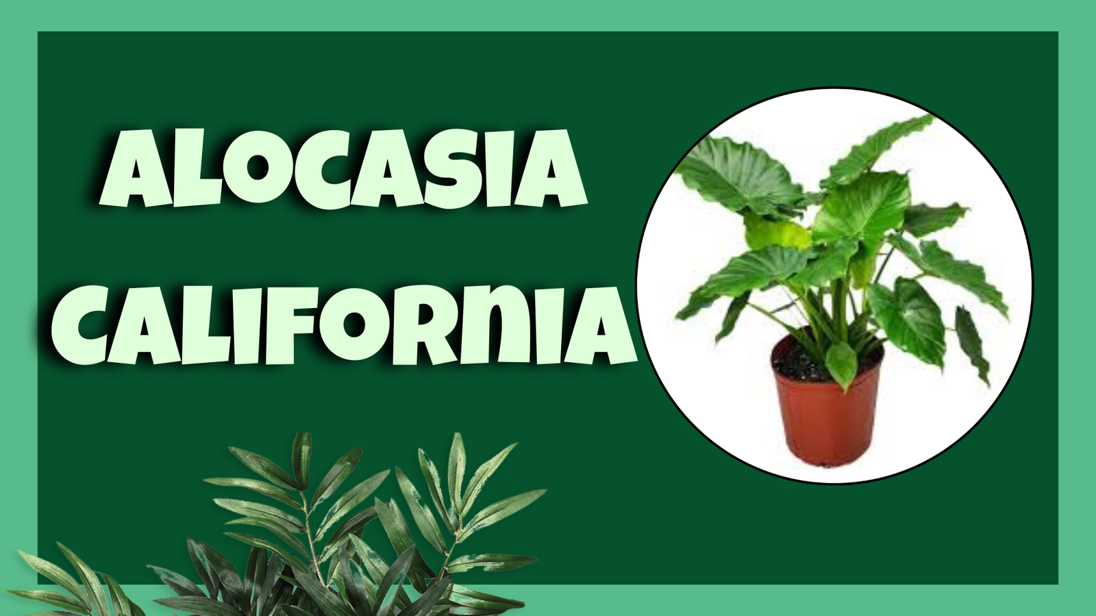 Alocasia California