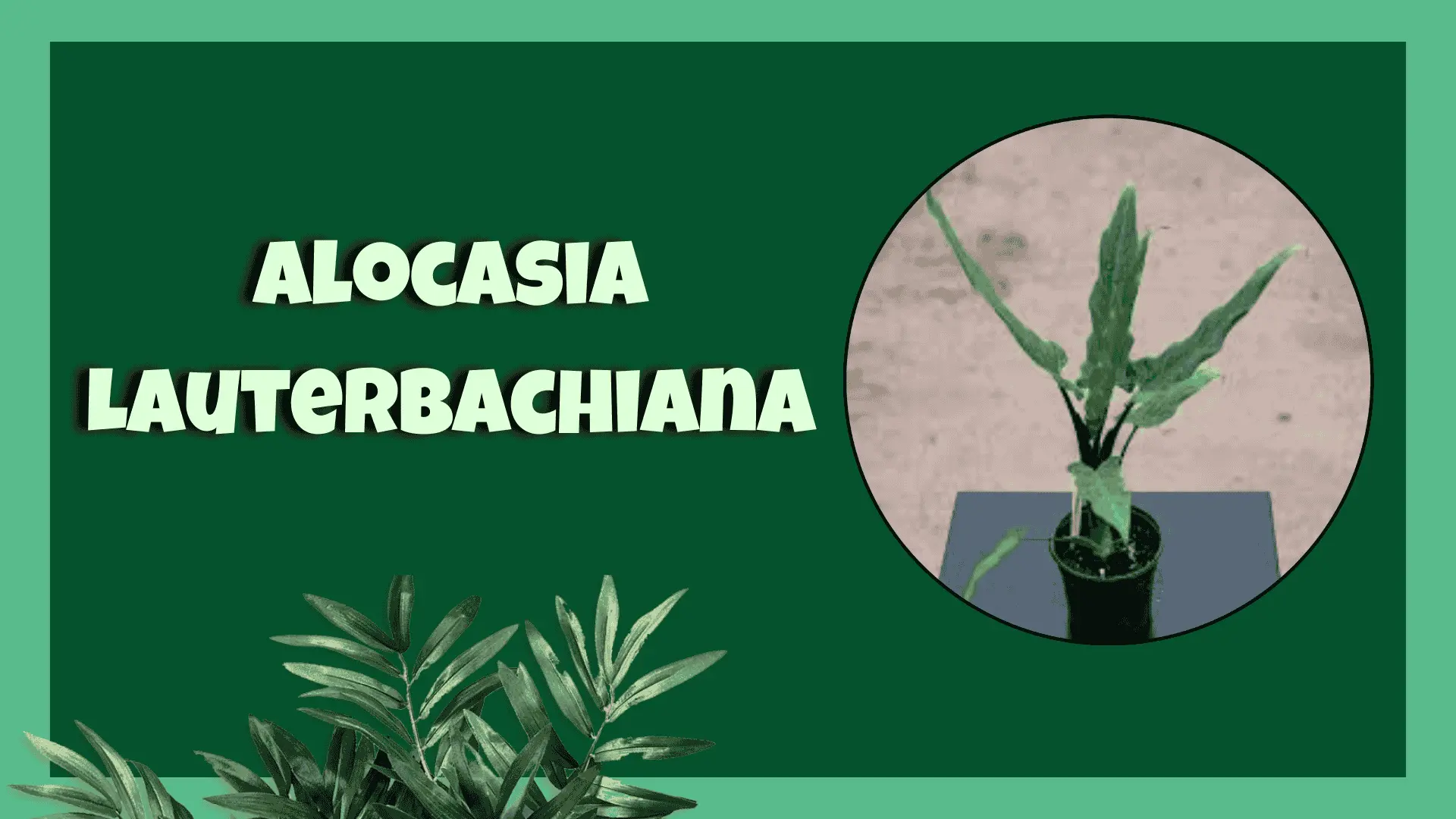 Alocasia Lauterbachiana elephant ear plant care guide