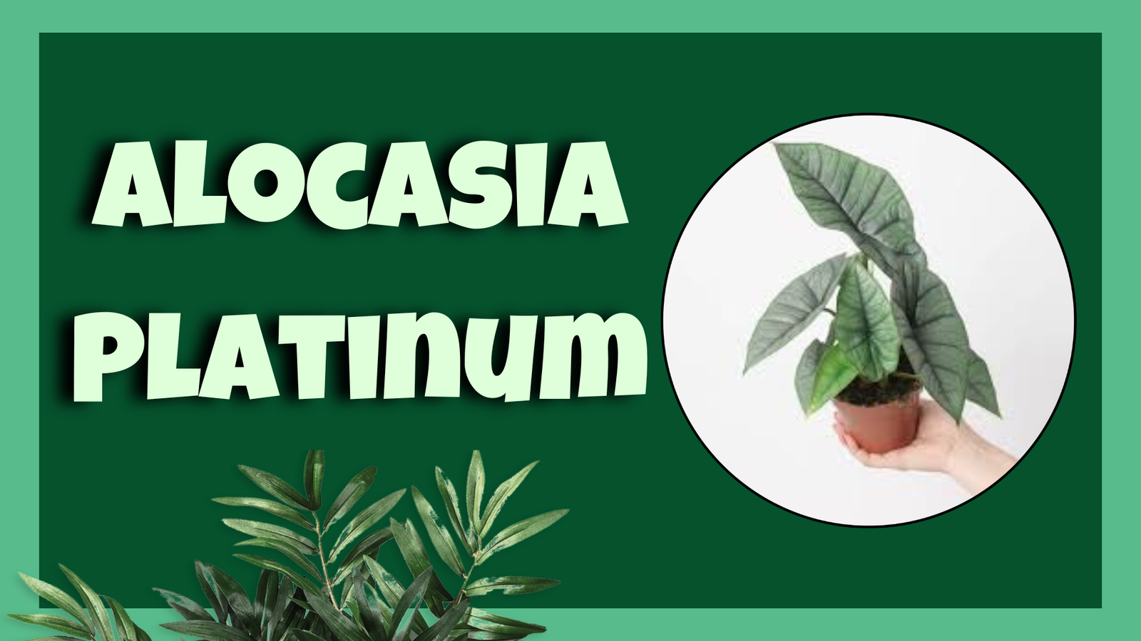 Alocasia Platinum