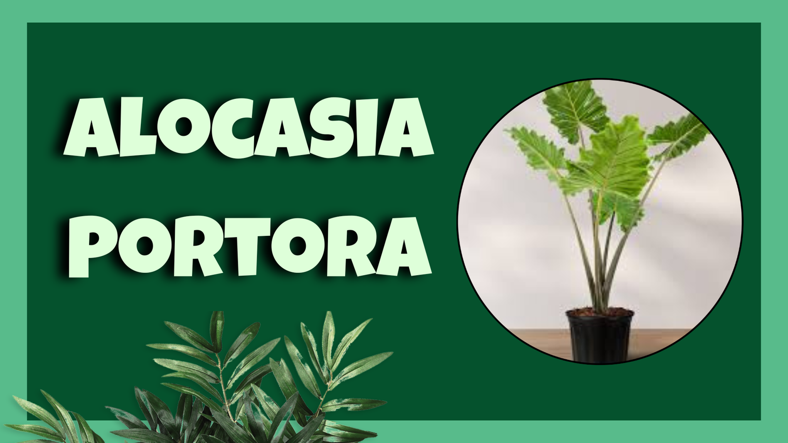 Alocasia Portora