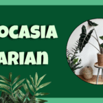 Alocasia Sarian