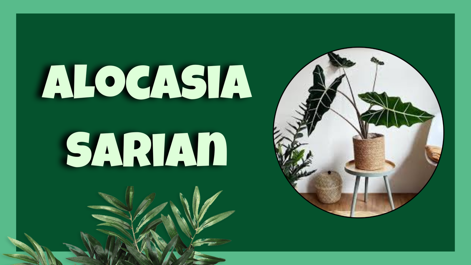 Alocasia Sarian