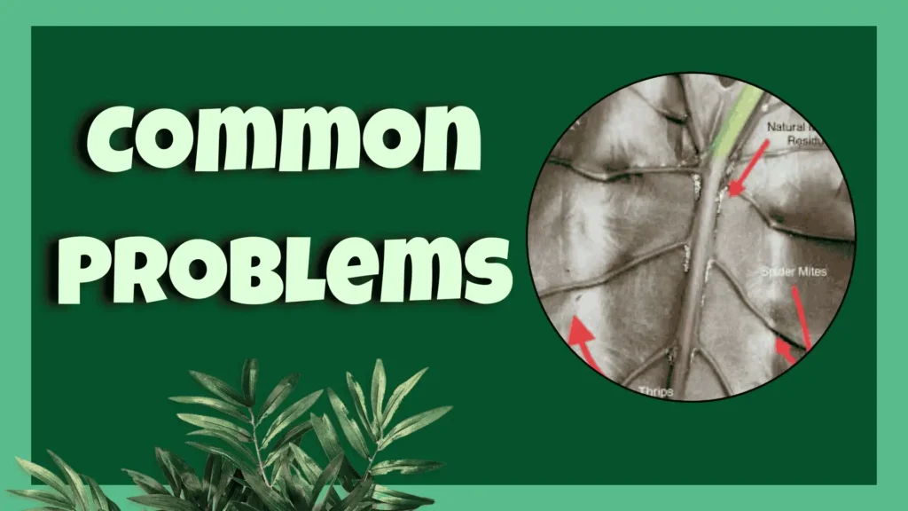 alocasia lauterbachiana Common Problems