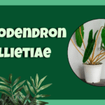 Philodendron Billietiae