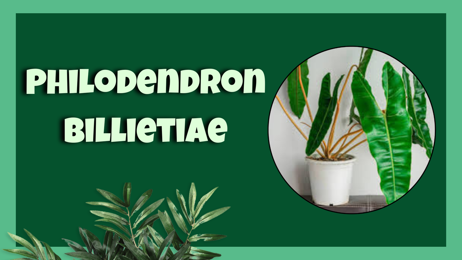 Philodendron Billietiae