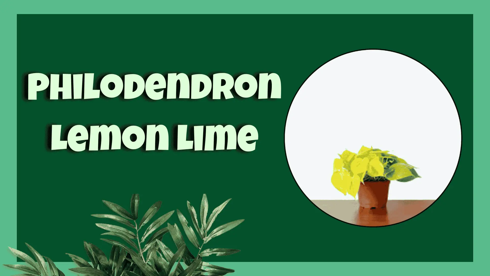 Philodendron Lemon Lime